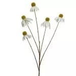 ΜΑΡΓΑΡΙΤΑ ΛΕΥΚΟ