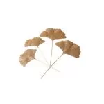 GINKGO ΣΕΤ 4 ΤΕΜΑΧΙΑ ΧΡΥΣΟ ΜΕ ΓΚΛΙΤΕΡ 11x21CM