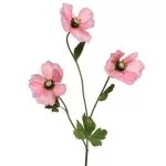 ΠΑΠΑΡΟΥΝΑ ΡΟΖ 71 CM