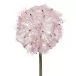 ΛΟΥΛΟΥΔΙ 50 CM