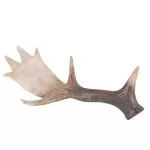 ΚΕΡΑΤΟ ΤΑΡΑΝΔΟΥ ΠΟΛΥΕΣΤΕΡΙΚΟ 28X12 CM