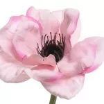 ΑΝΑΕΜΩΝΗ 57 CM