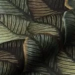 ΒΕΛΟΥΔΟ SCALE LEAF STRUCTURE