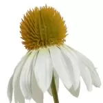 ΜΑΡΓΑΡΙΤΑ ΛΕΥΚΟ