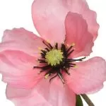 ΠΑΠΑΡΟΥΝΑ ΡΟΖ 71 CM