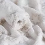 ΡΟΛΟ ΓΟΥΝΑΚΙ ΜΕ ΧΡΥΣΑ ΑΣΤΕΡΙΑ 35cm*2 Μ