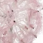 ΛΟΥΛΟΥΔΙ 50 CM