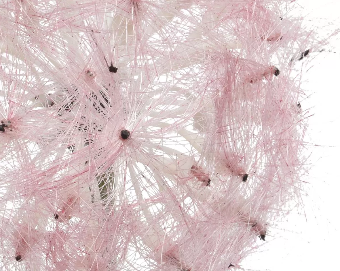 ΛΟΥΛΟΥΔΙ 50 CM