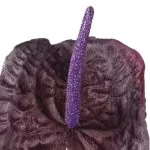 ΑΝΘΟΥΡΙΟ ΜΩΒ 66 cm