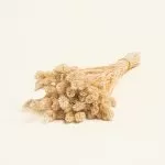 ΑΠΟΞΗΡΑΜΕΝΗ ΦΑΛΑΡΙΣ