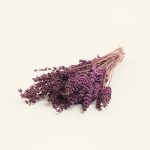 ΑΠΟΞΗΡΑΜΕΝΗ ΛΕΒΑΝΤΑ