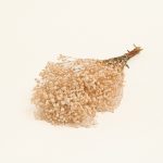 ΓΥΨΟΦΙΛΗ ΕΚΡΟΥ