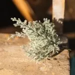 4 κλαδιά έλατου πράσινα με ιριδίζον γκλίτερ 20 cm